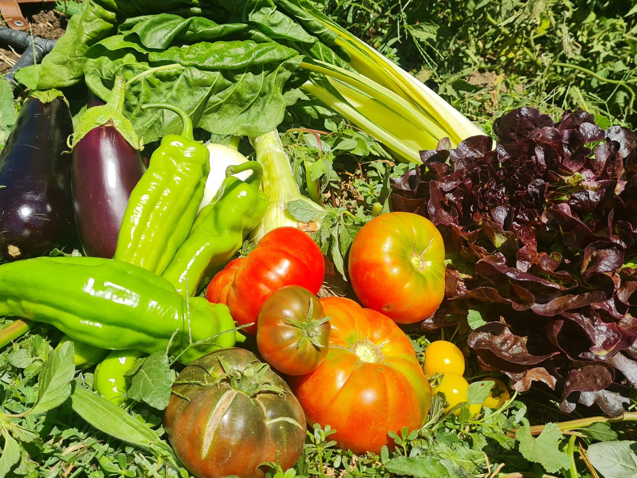 Verduras de temporada